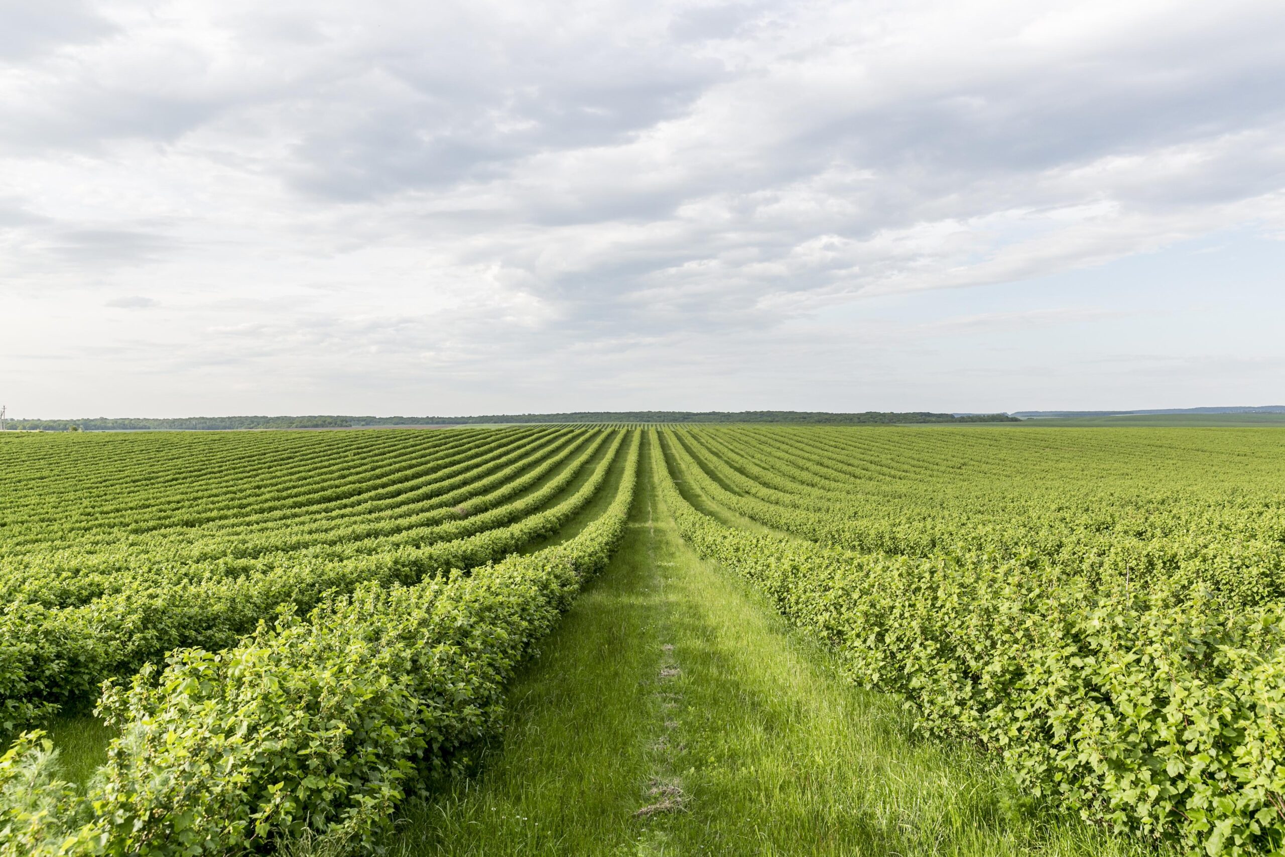 Green Field with blue sky