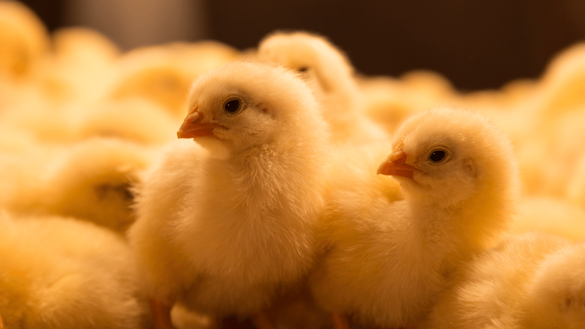 Sustained Therapies - Poultry Biocontrol