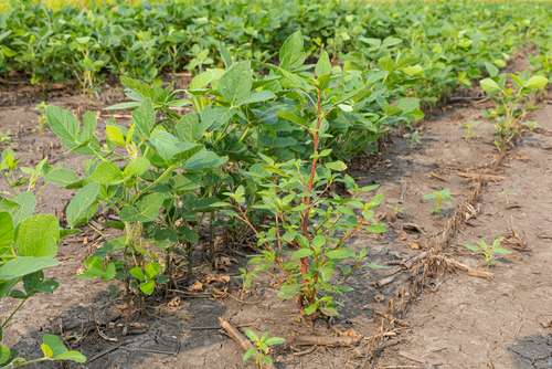 Weed growing in a field of soybean AgChimedes