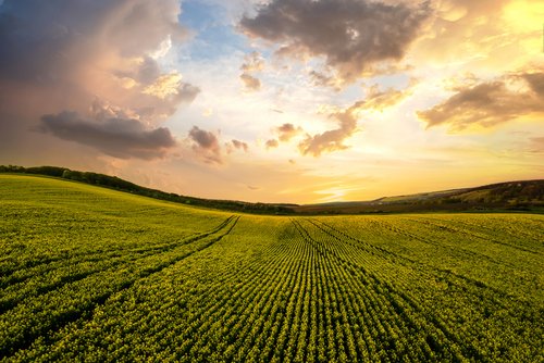 Agriculture Field with Sunset